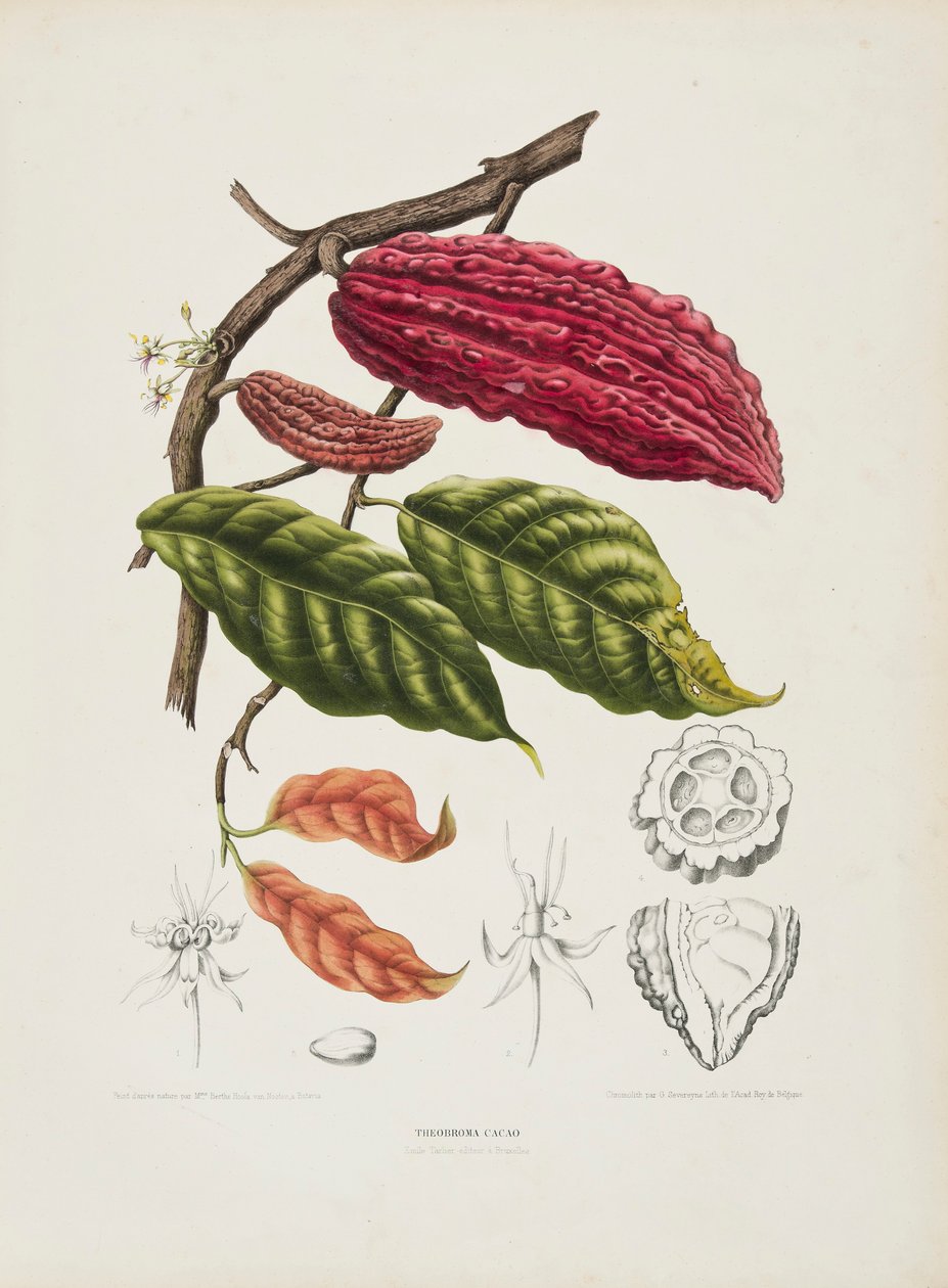 Theobroma, Kakao ağacı, c1840-1890. by Berthe Hoola van Nooten
