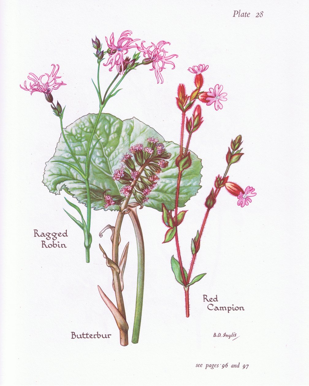 Butterbur, Düzensiz Robin, Red Campion, 1951 by Bessie D. Inglis