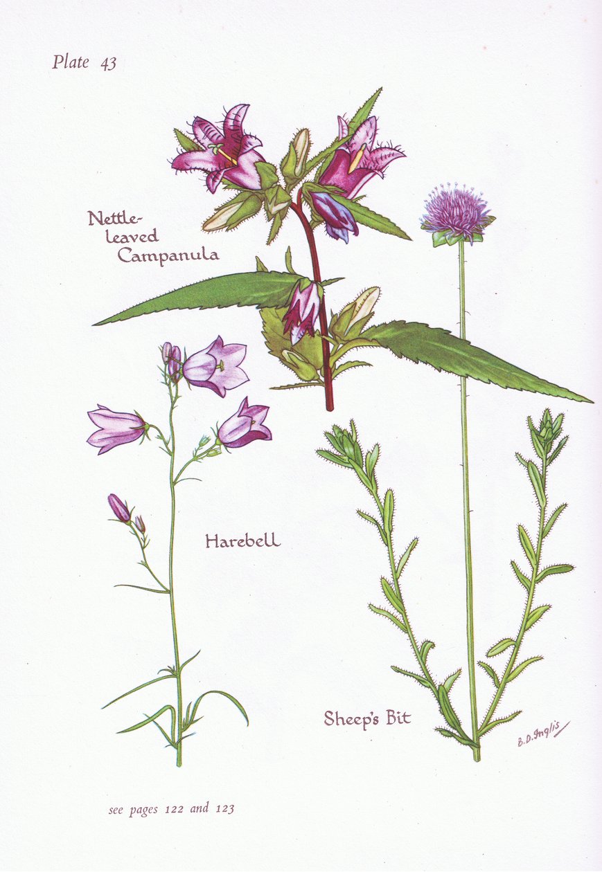 Isırgan Yapraklı Çan çiçeği, Harebell, Koyun Bit, 1951 by Bessie D. Inglis