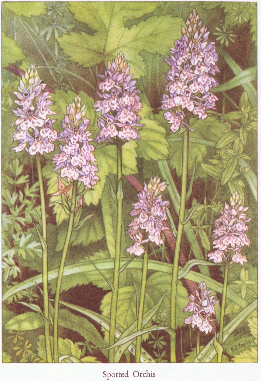 Benekli Orkide, 1951 by Bessie D. Inglis