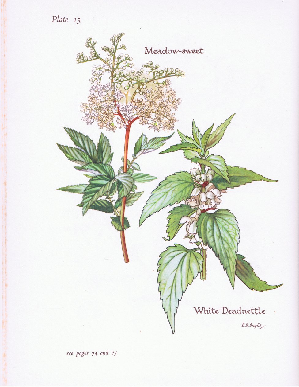 White Deadnettle, Çayır Tatlısı, 1951 by Bessie D. Inglis