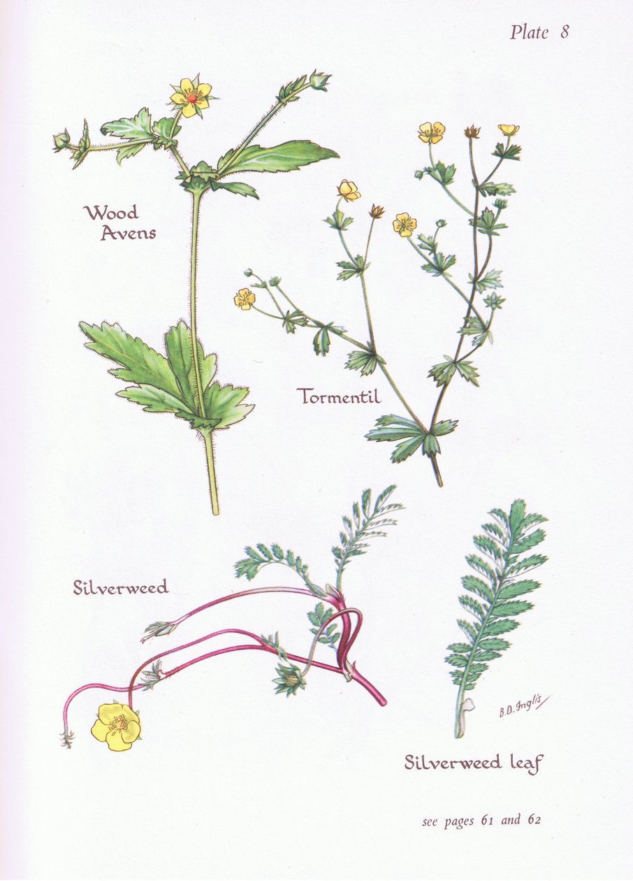 Ahşap Avens, Tormentil, Silverweed, 1951 by Bessie D. Inglis