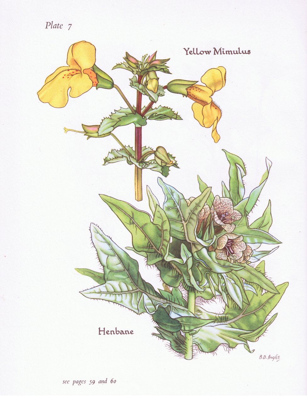 Sarı Mimulus, Henbane, 1951 by Bessie D. Inglis