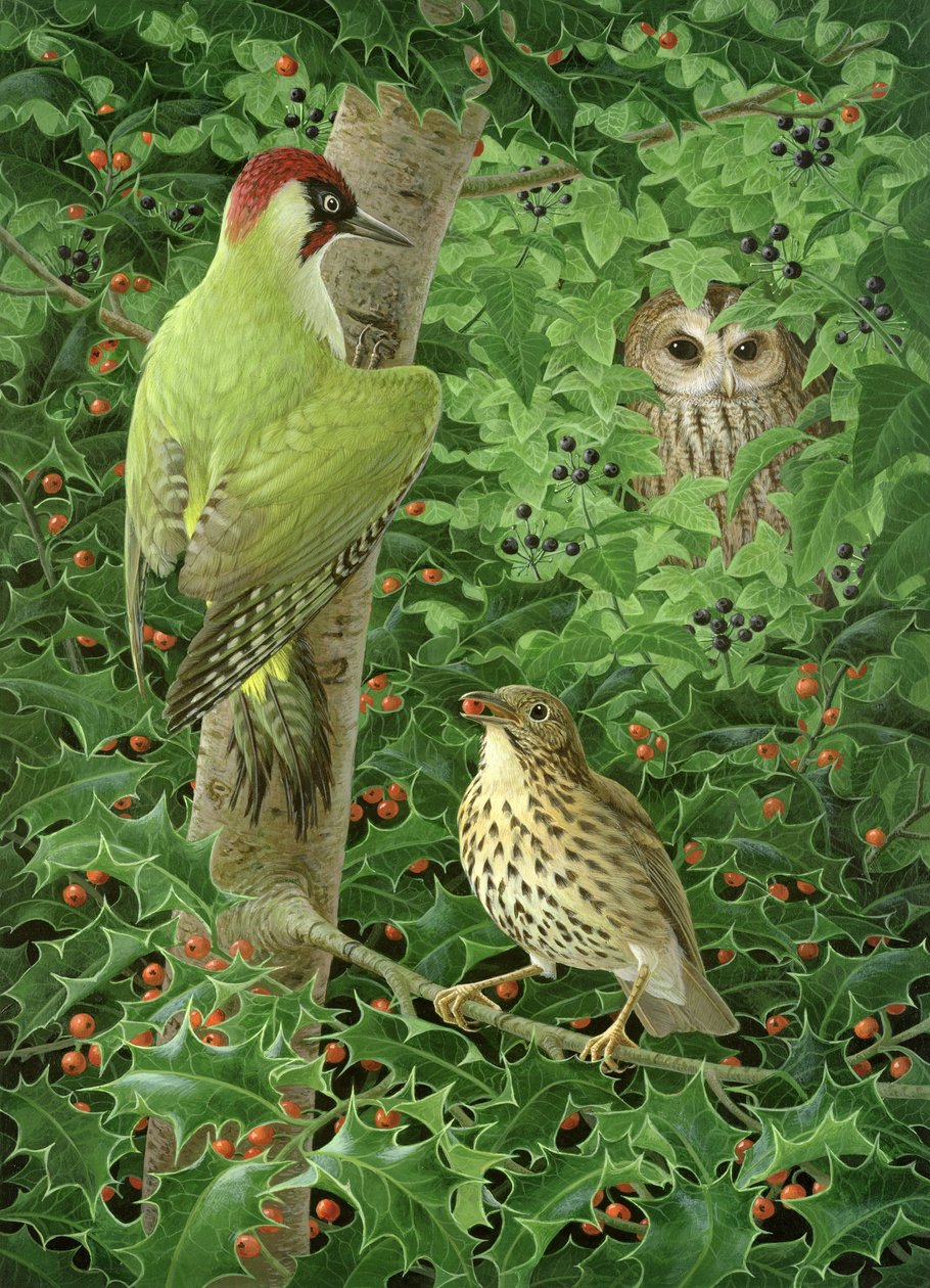 Ağaçkakan, Baykuş ve Ardıç (kağıt üzerine guaj) by Birgitte Hendil