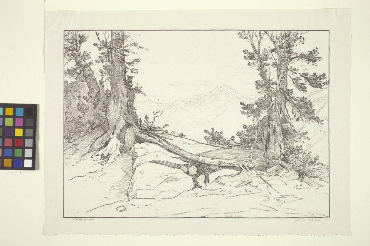 Sierra Pines (kağıt üzerine mürekkep) by Bolton Coit Brown