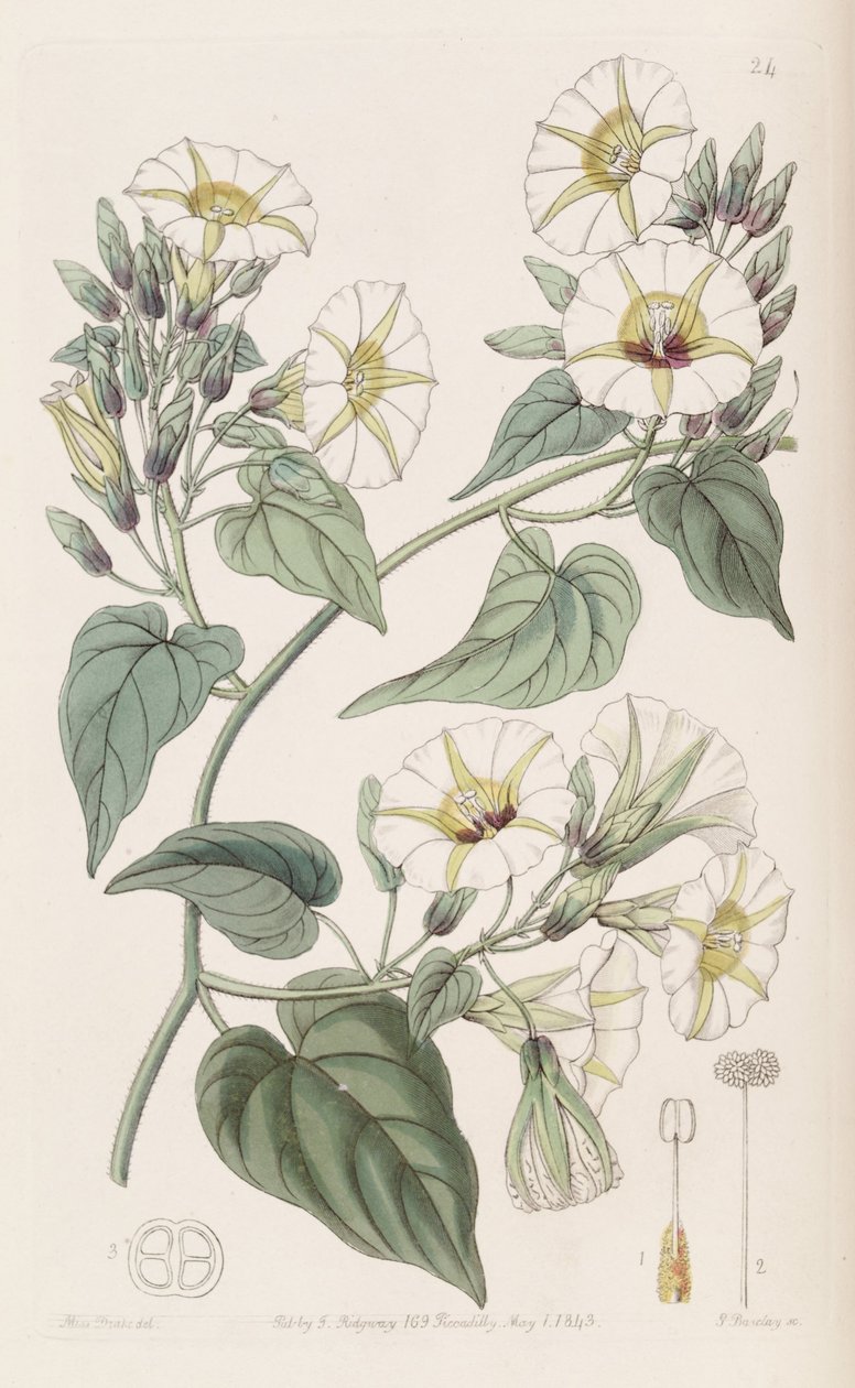 Merremia şemsiyesi by Botanical Register