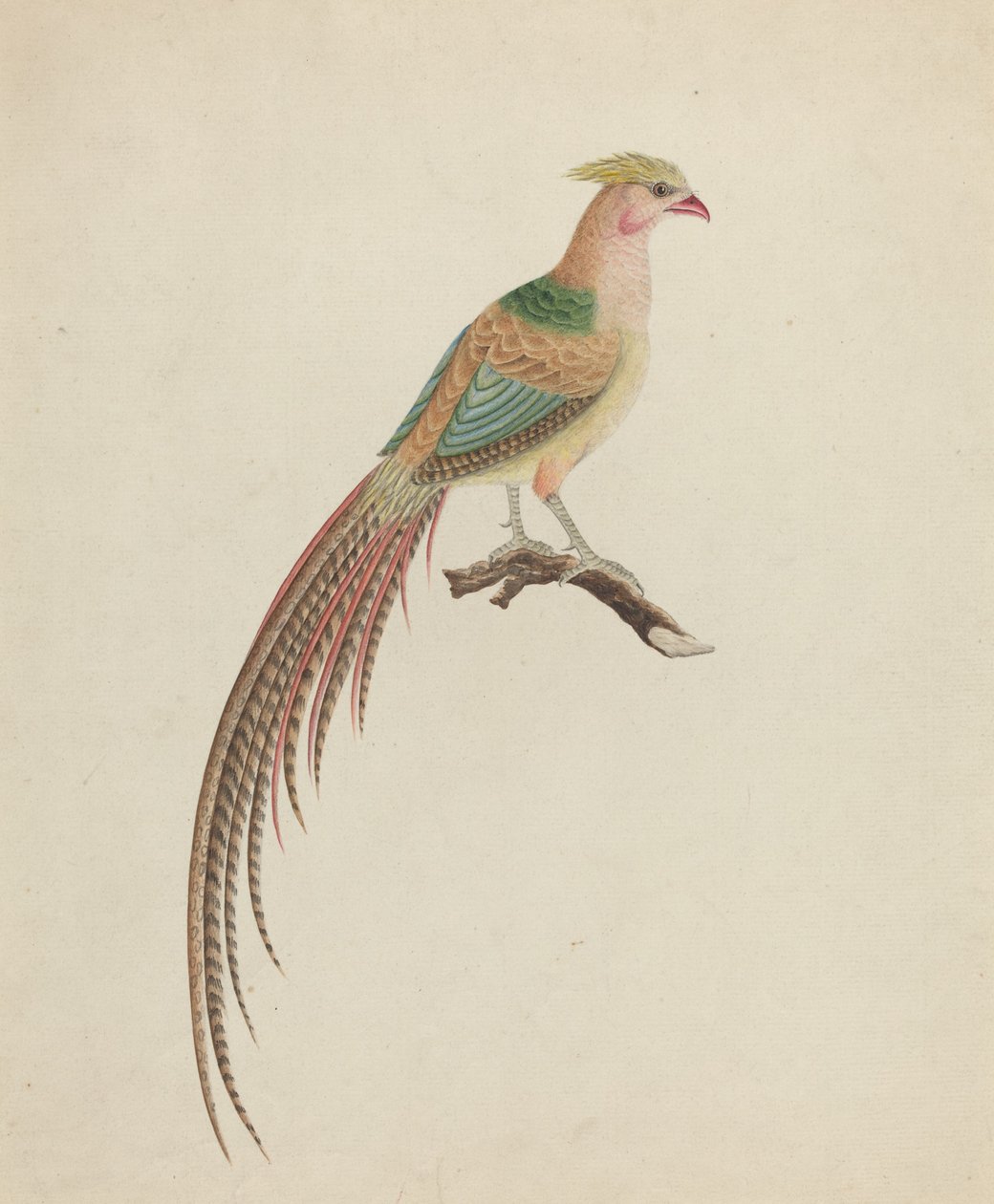 Altın Sülün (Chrysolophus pictus) by British 18th Century