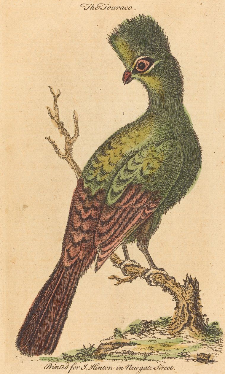 Turaco Kuşu by British 18th Century