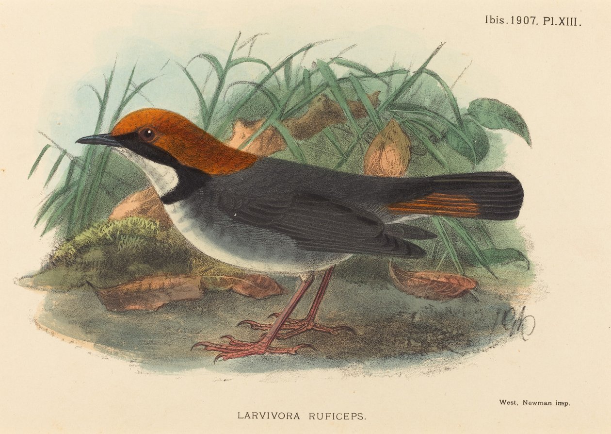 Kuş (Larvivora Ruficeps) by British 19th Century