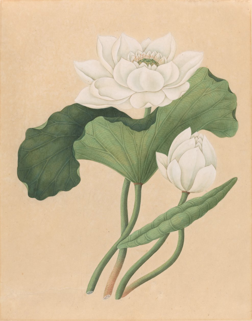 Doğu Hint Lotusu (Nelumbo nucifera) by British 19th Century