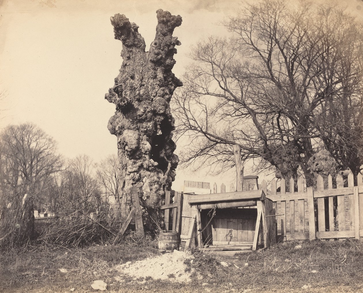 Chatham yakınlarındaki yaşlı ağaç by British 19th Century