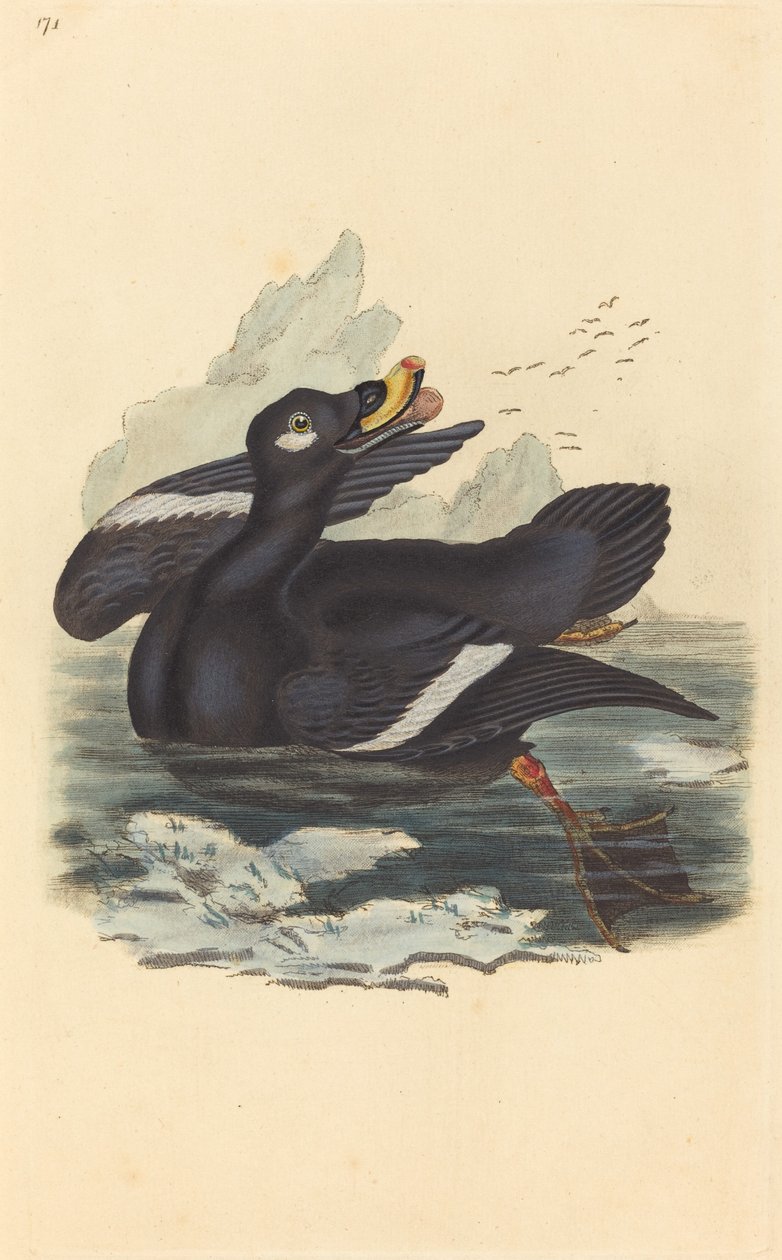 kadife ördek by British 19th Century
