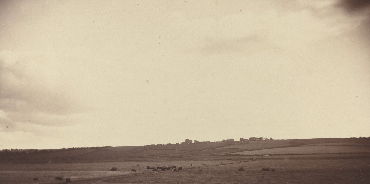 İneklerin Olduğu Tarlaların Görünümü by British 19th Century