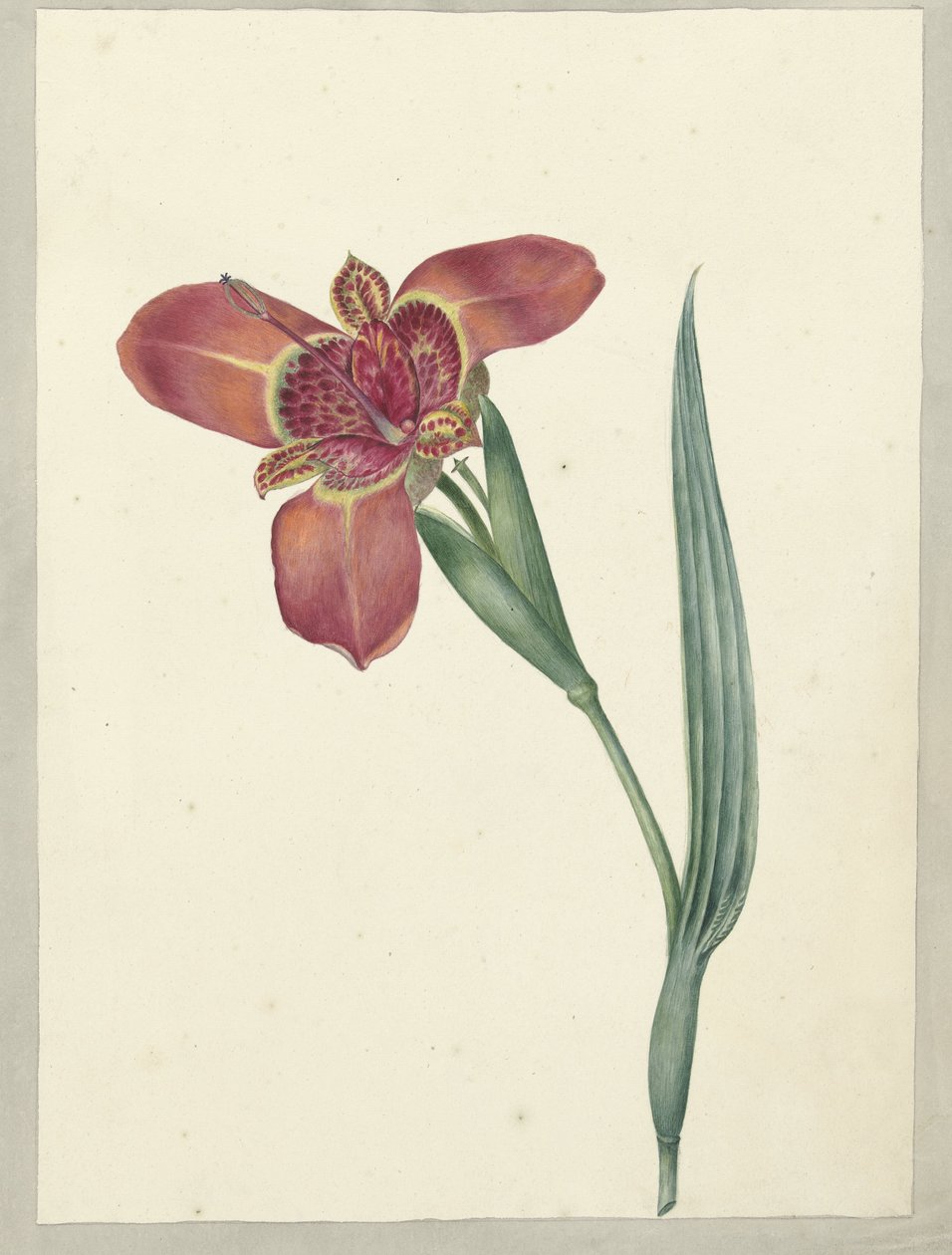 Ferraria Tigrina adlı çiçek by C.J. Kruimel