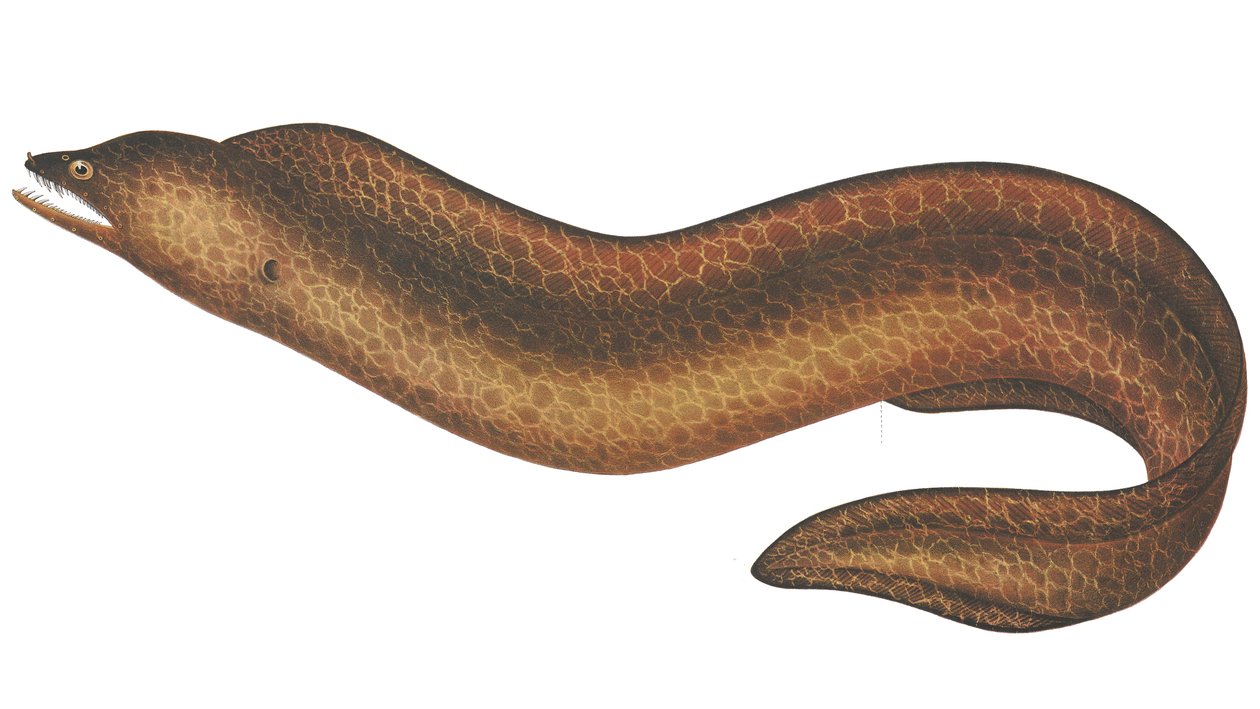 Muraena psödothyrsoidea by C.W. Mieling