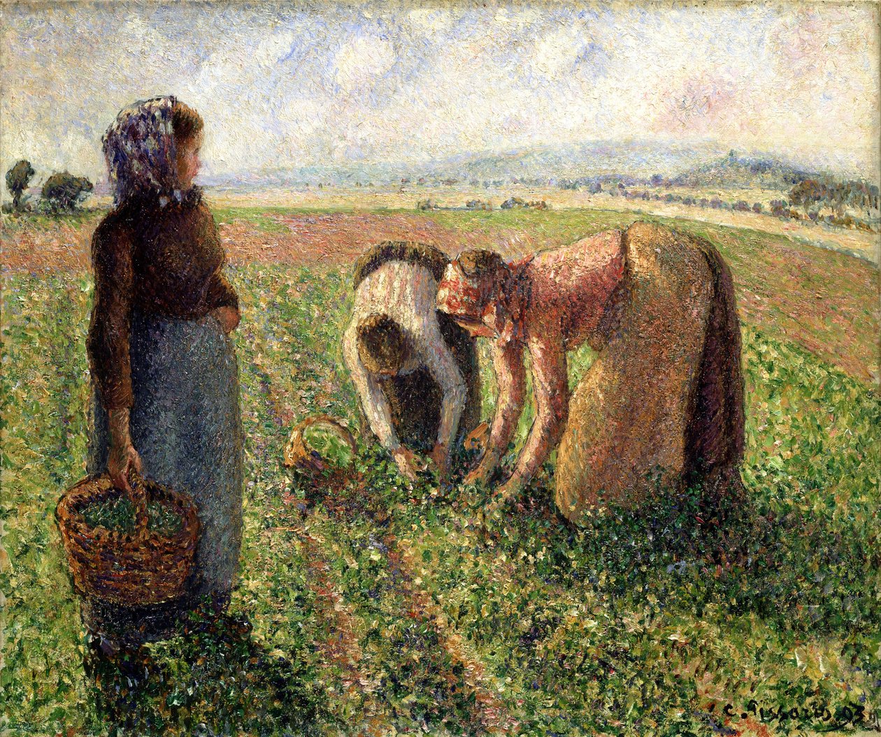 Bezelye Hasadı, Eragny, 1893. by Camille Jacob Pissarro