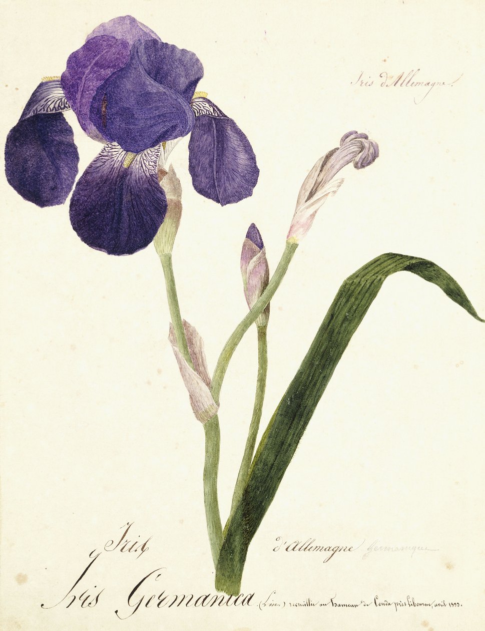 Alman İris; Iris Germanica, c. 1815-1851 by Capitaine Pelletier