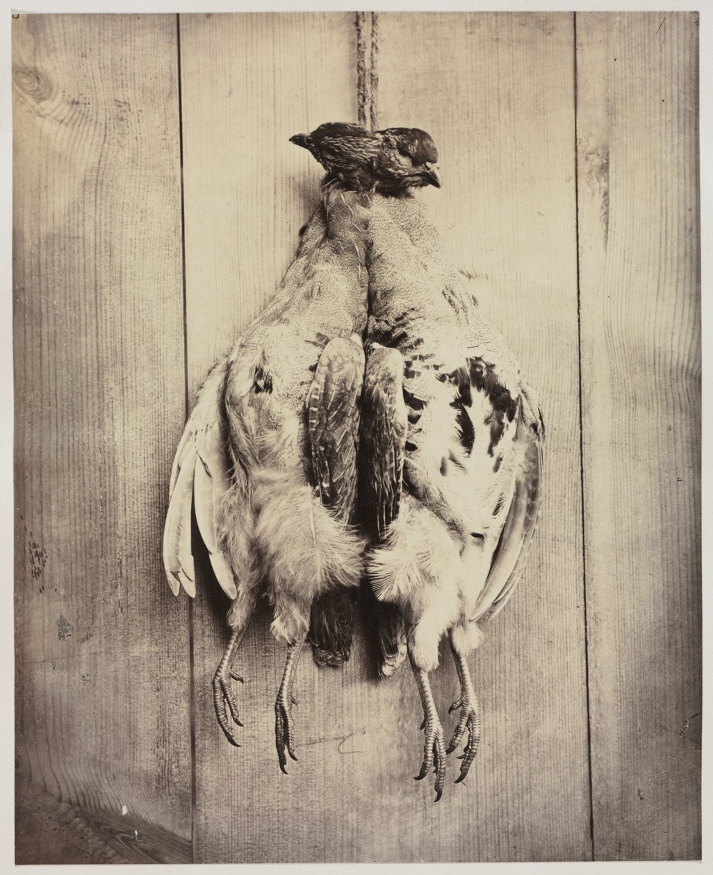 Keklik recto, c. 1861. by Captain N. Baily