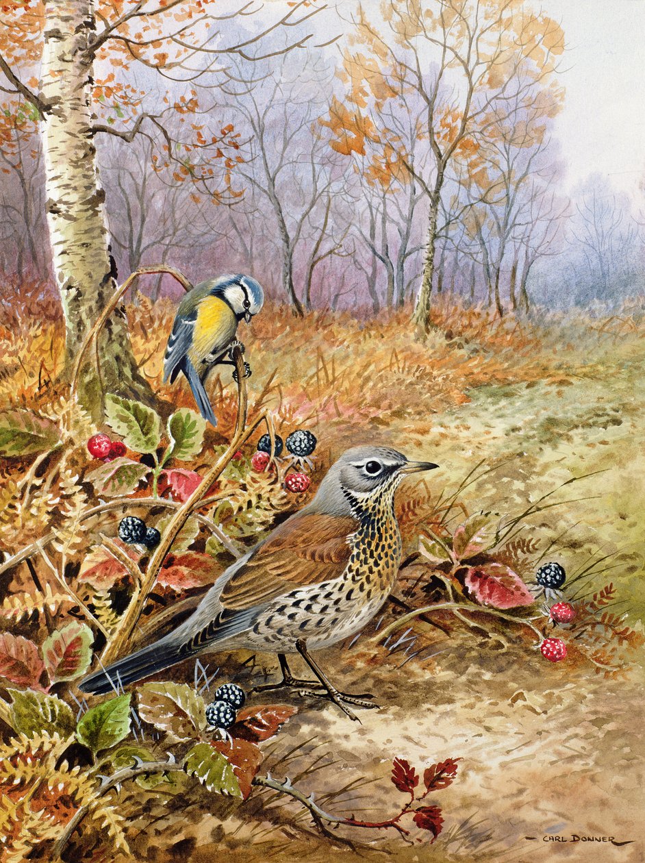 Fieldfare ve Mavi Baştankara by Carl Donner