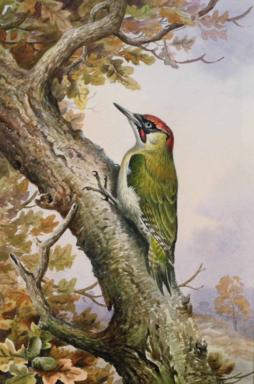 Yeşil Ağaçkakan (wc) by Carl Donner