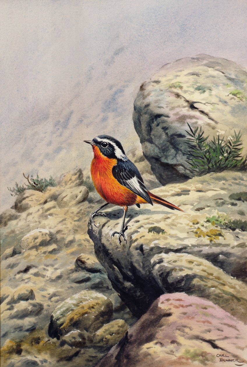 Moussiers Kızılyıldız by Carl Donner