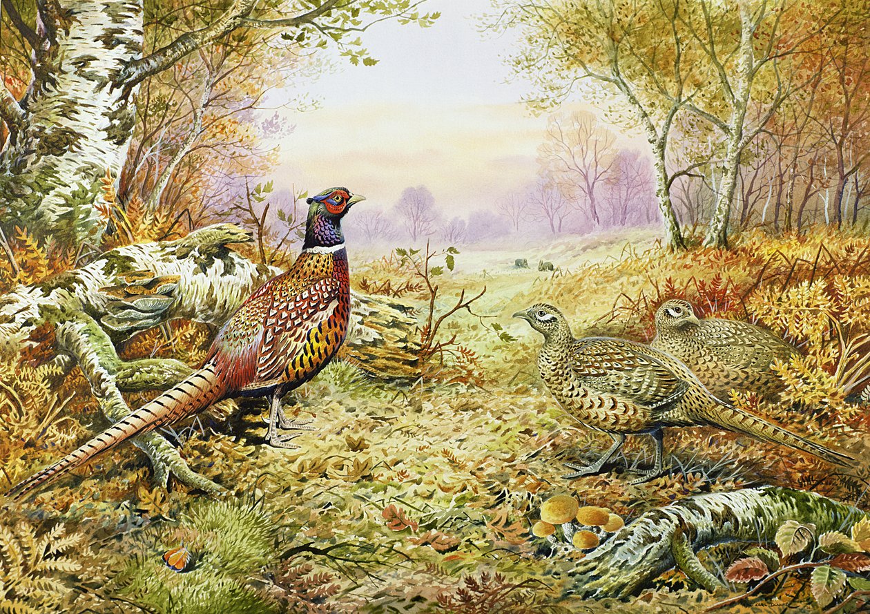 Ormanlık Sülünler by Carl Donner