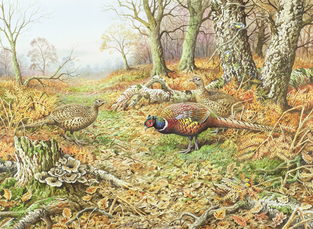 Mavi Göğüslü Sülünler by Carl Donner