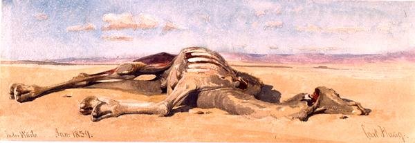Ölü Bir Deve by Carl Haag