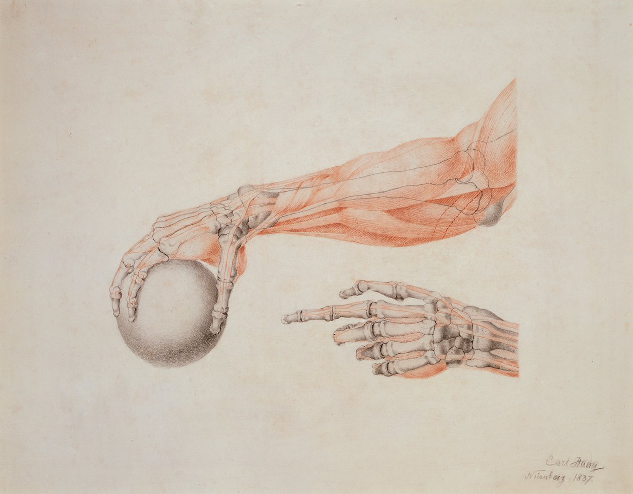 Anatomik Eller, 1837 (kağıt üzerinde renkli tebeşirler) by Carl Haag