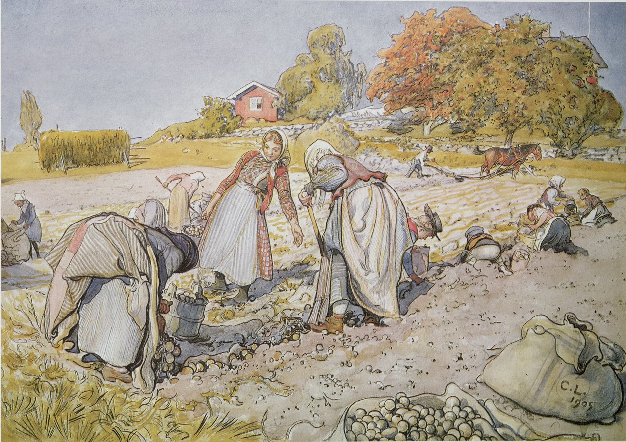 patates kazmak by Carl Larsson