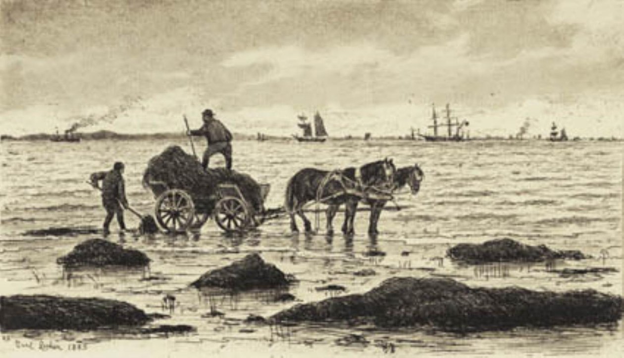 Çiftçiler deniz yosunu kullanıyor by Carl Locher