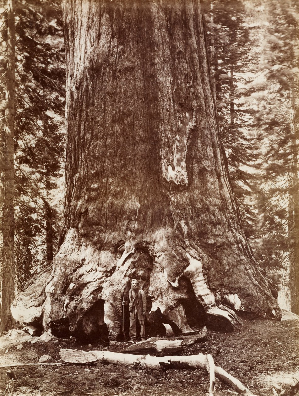(Boz Dev Çapı 33 Ft. Mariposa Korusu) by Carleton E. Watkins