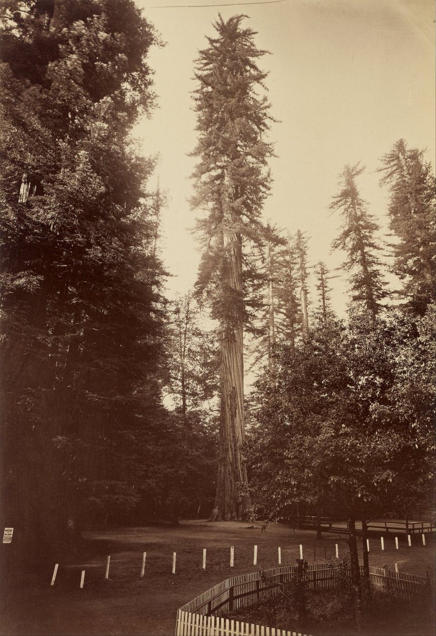 Dev Redwood, Santa Cruz by Carleton E. Watkins