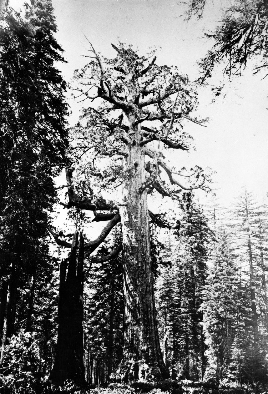 Boz Dev, 1860