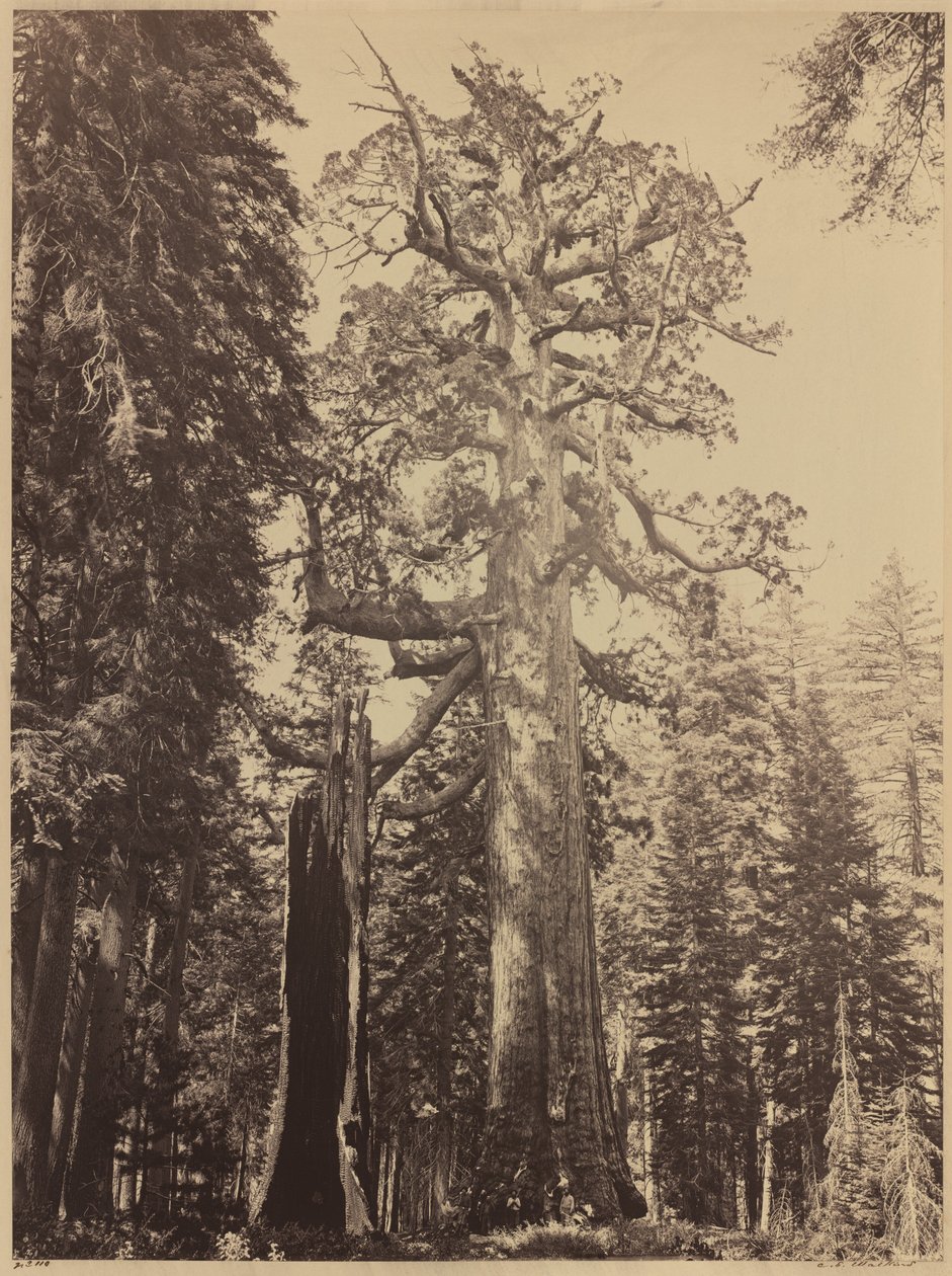 Boz Dev, Mariposa Korusu, 1861. by Carleton Emmons Watkins