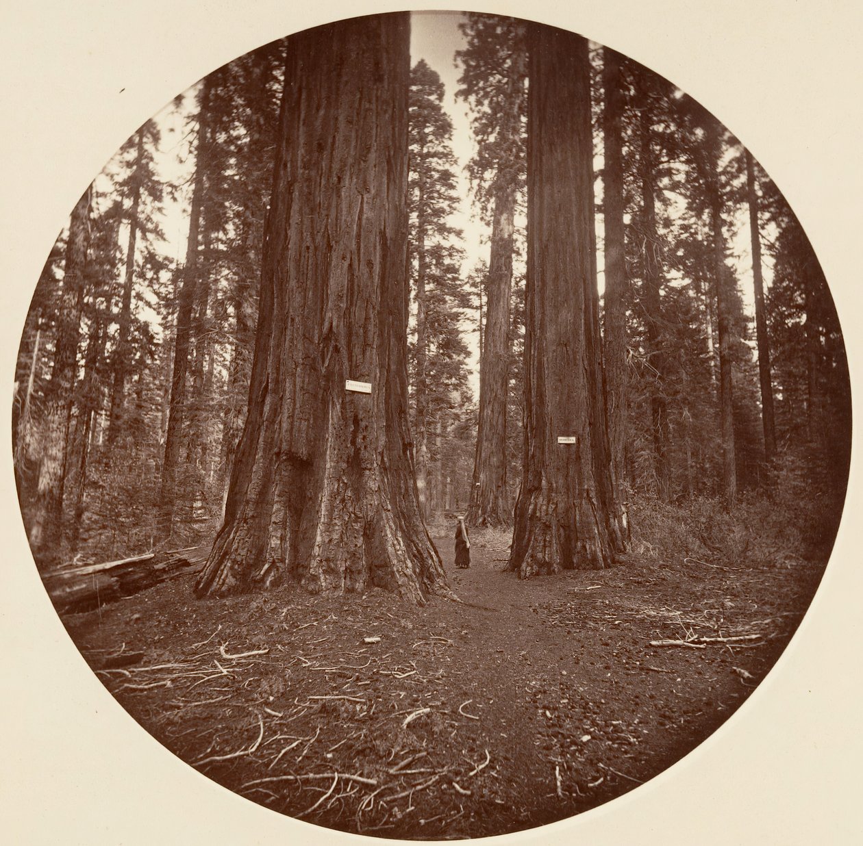Yok, ca. 1878. by Carleton Emmons Watkins