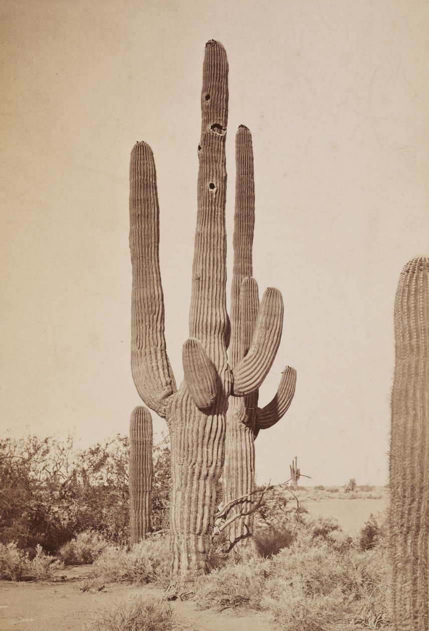 by Carleton Watkins