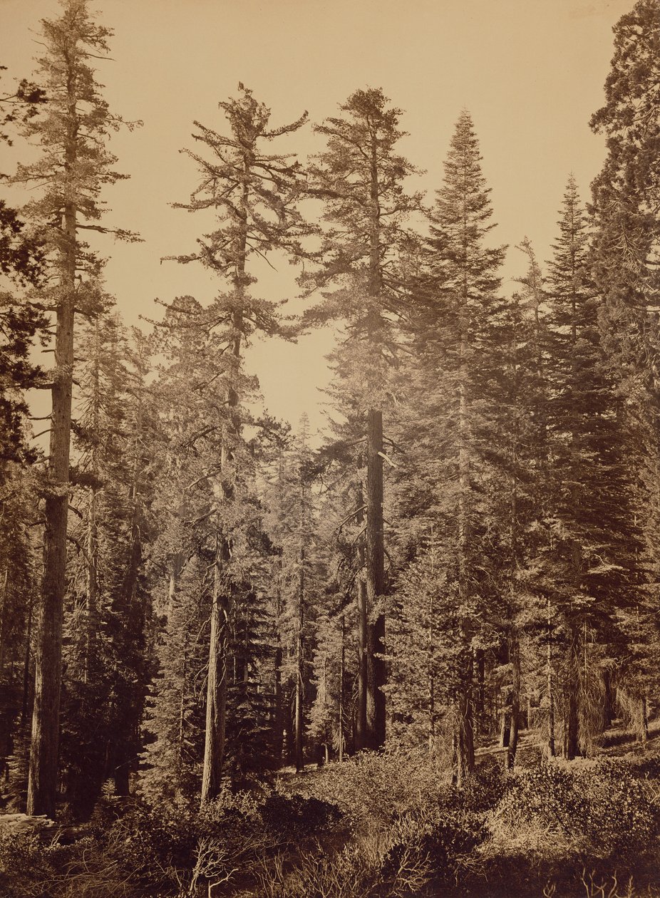  by Carleton Watkins