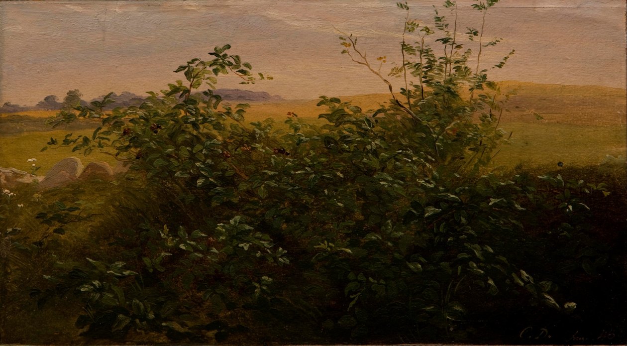 Böğürtlen ile çit by Carlo Dalgas
