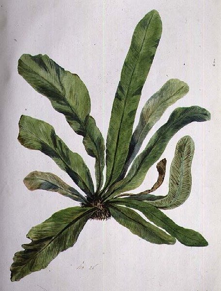 Aspidistra, 19. yüzyıl by Caroline Louisa Meredith