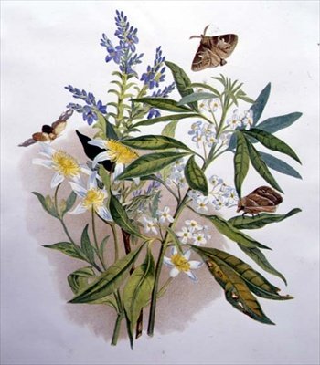 Tazmanya Mavisi Speedwell ve Cüce Akasma by Caroline Louisa Meredith
