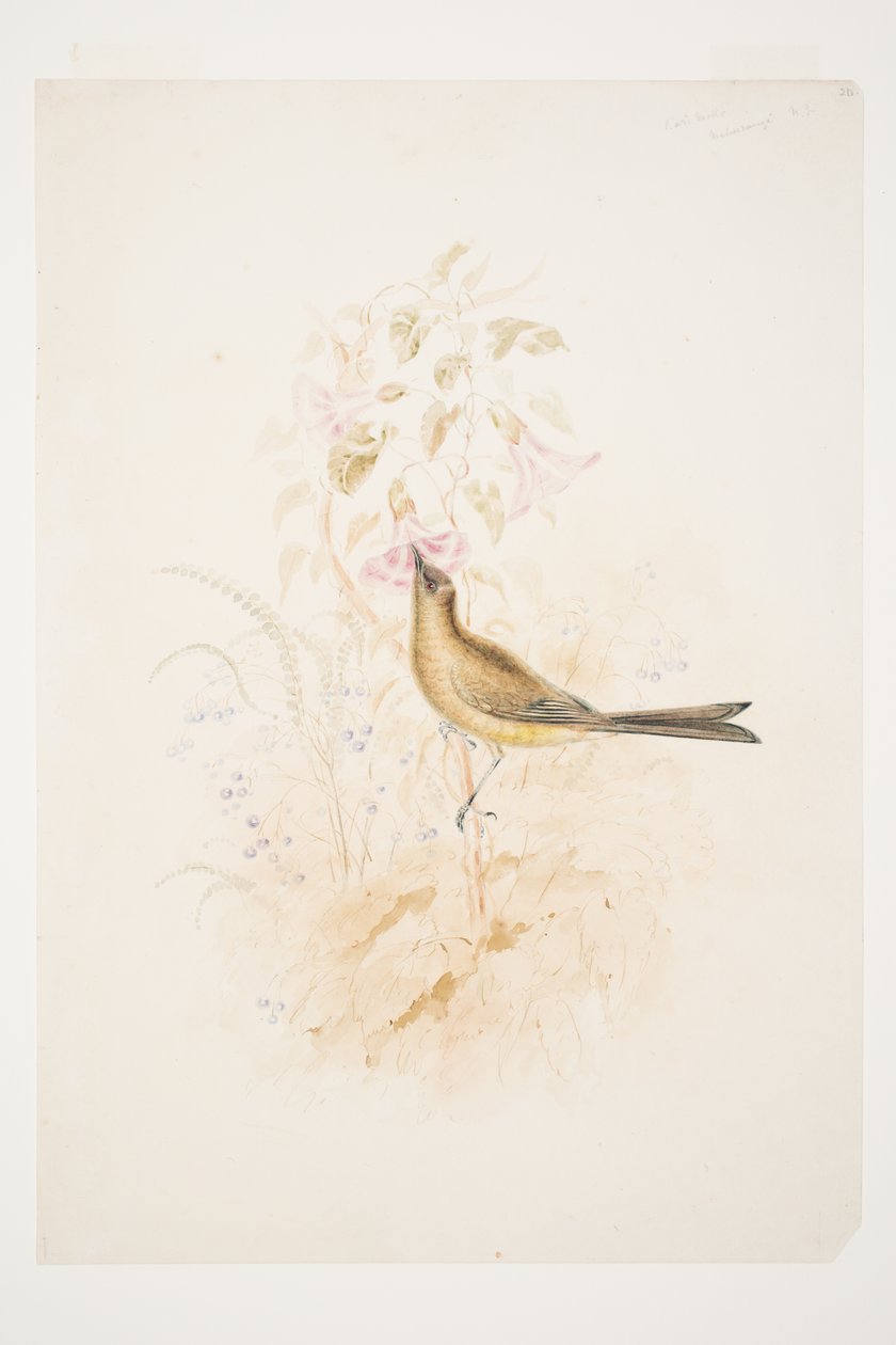 Kari Mako (Korimako) Mahurangi N.Z. Charles Heaphy tarafından by Charles Heaphy