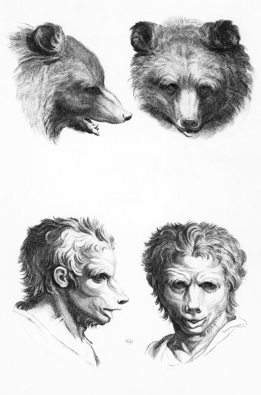 Similarities between the head of a bear and a man, from 