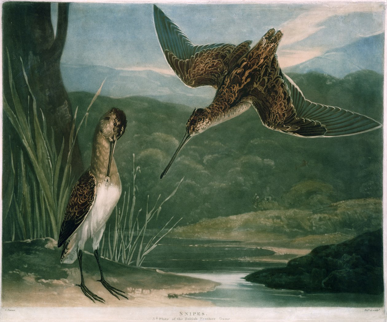 Snipes, British Feather Game