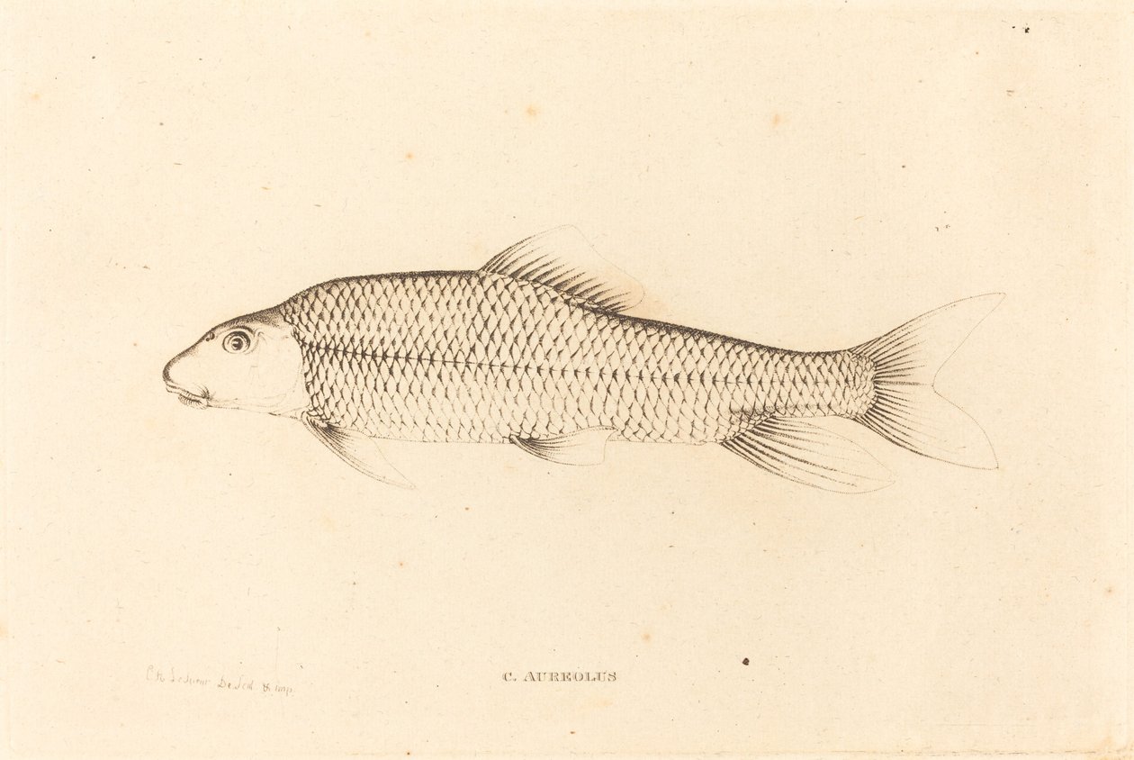 C. Aureolus by Charles Alexandre Lesueur