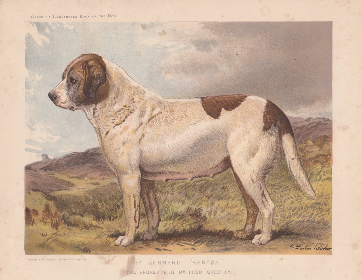 Aziz Bernard "Başrahip." by Charles Burton Barber