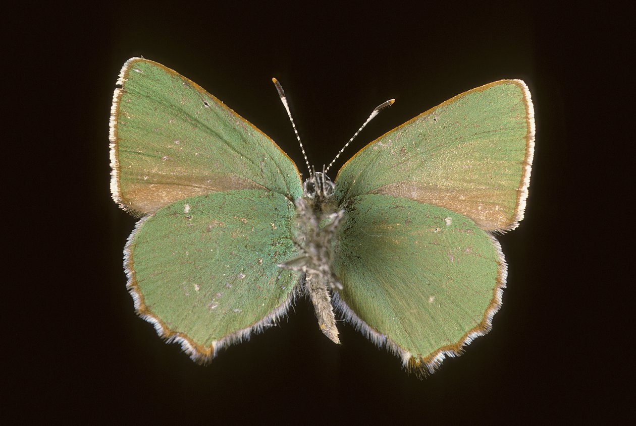 Callophrys rubi/Argus yeşili by Augustus Kollner