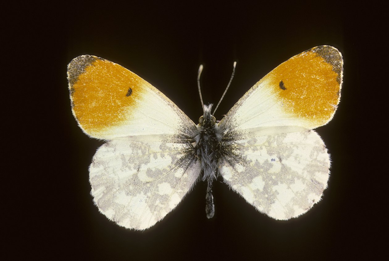 Cardamine Anthocharis/Bahar Şafağı/Erkek by Augustus Kollner