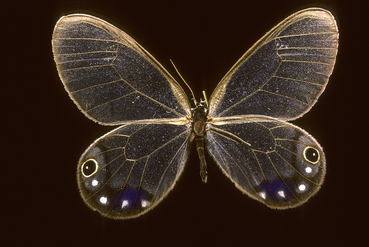 Zümrüt/Zümrüt Cithaerias by Augustus Kollner