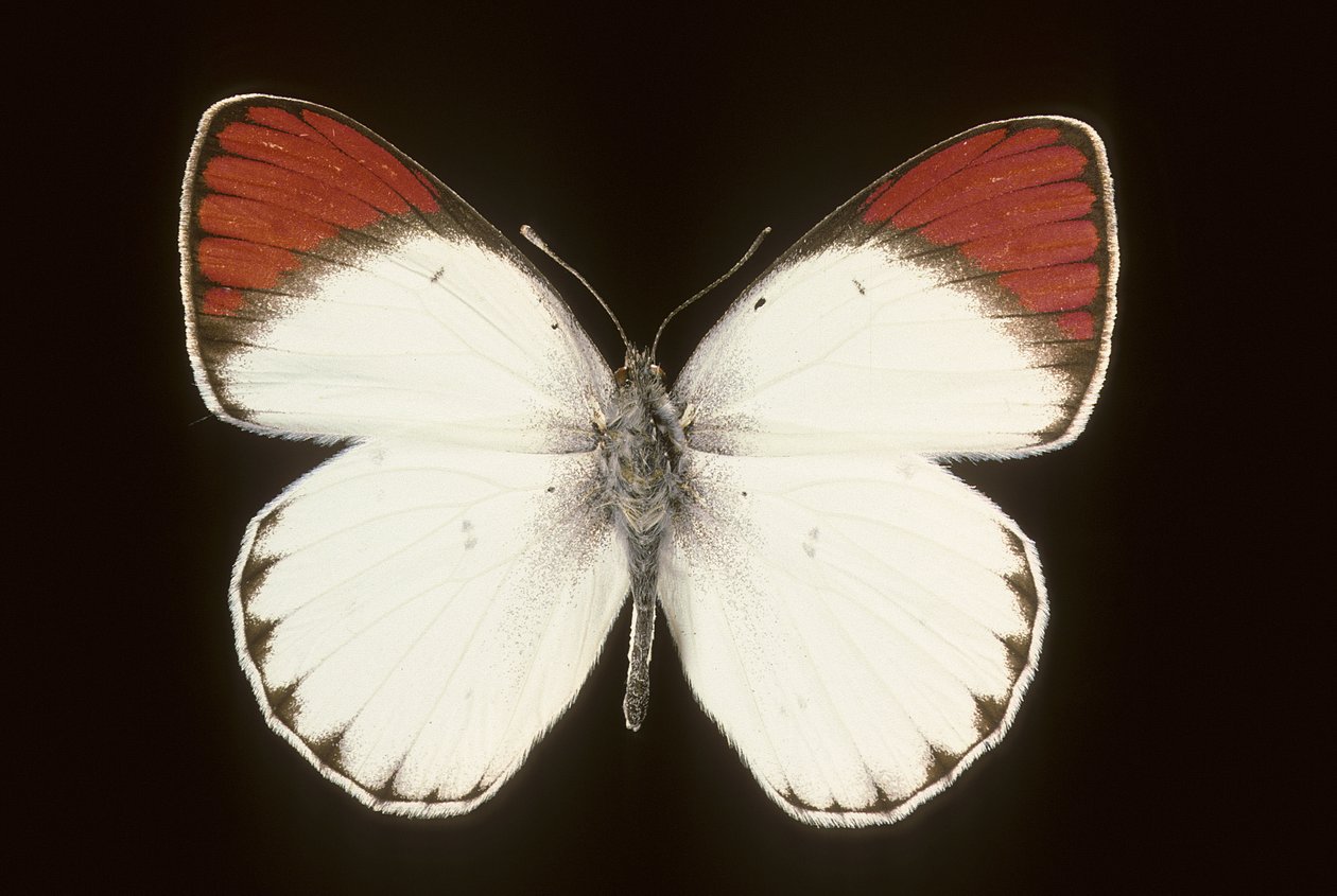 Colotis danae/Kızıl by Augustus Kollner